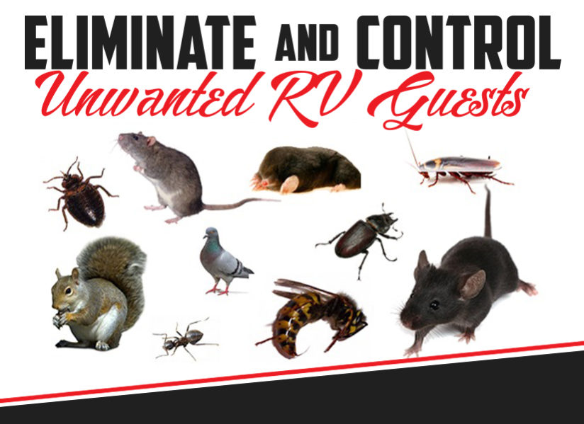 So you have finally took the plunge and purchased a beautiful RV, 5th wheel or trailer and spent your hard earn money on it. Now what? Well, now you have to do what you can to protect your new asset. In this blog we will look at one of the leaders in post purchase damage to your RV......PESTS and RODENTS!!